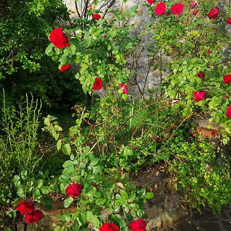 Il Casale ホームステイ